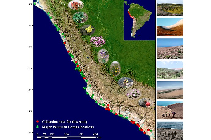 Lomas ecosystems